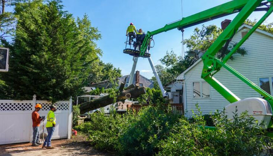 tree service marketing